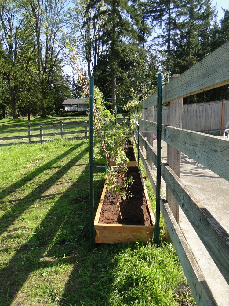Garden Scrapbook Raspberry Raised Beds Part 3
