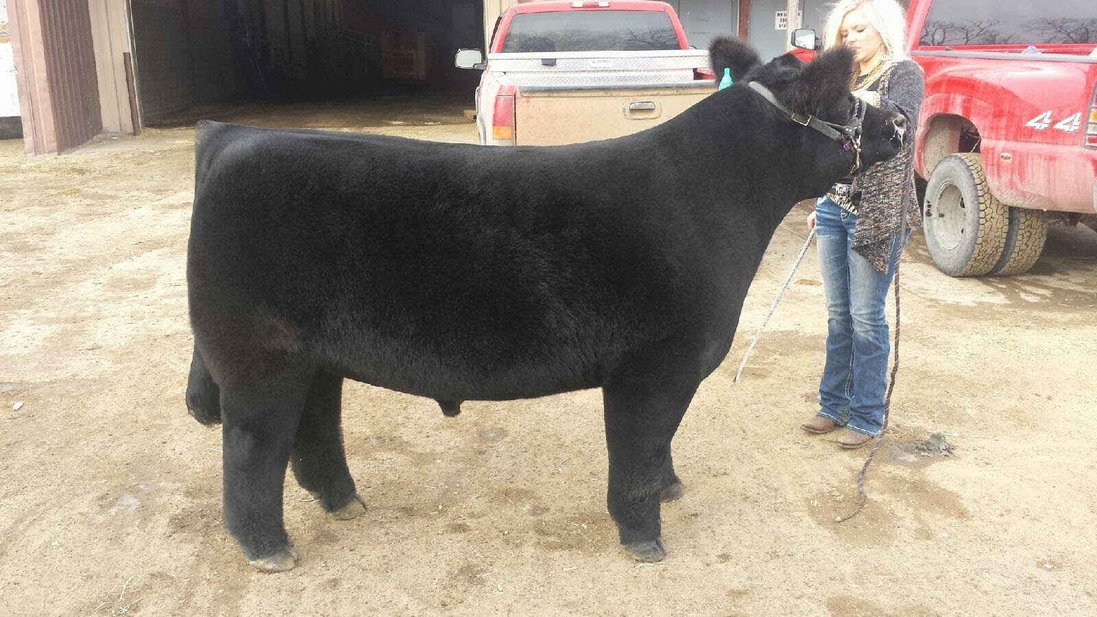 RCC Blog Grand Champion Sioux Falls Fat steer sired by Walks Alone