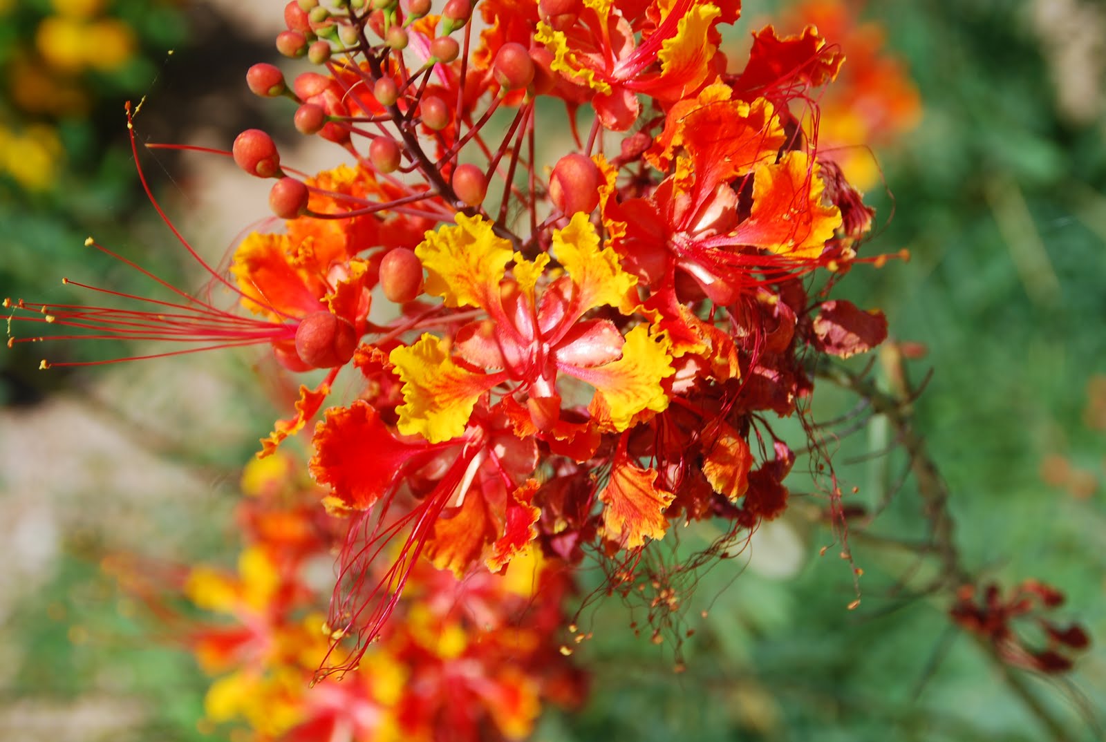 Bird In Everything: Desert Bird Of Paradise