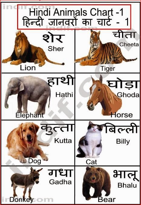Animals Chart With Names In English