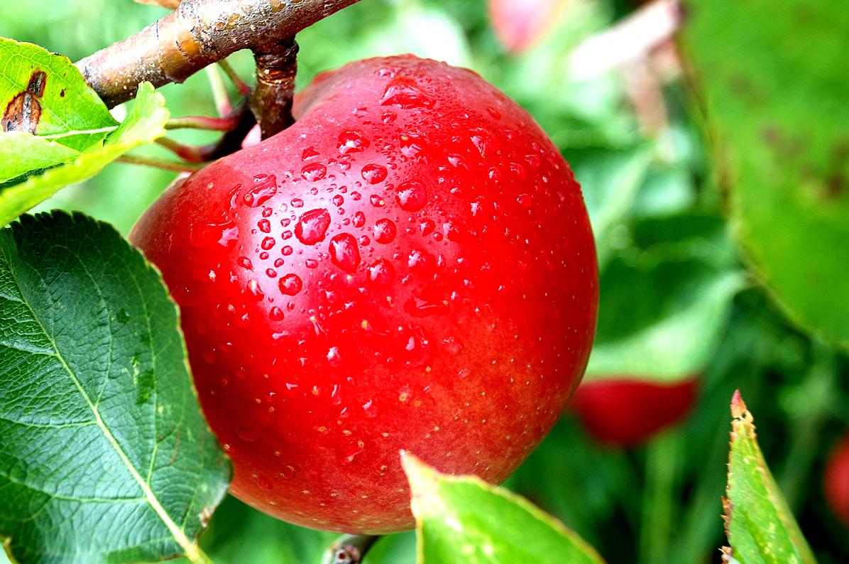Mewarnai Buah Apel Mewarnai Gambar