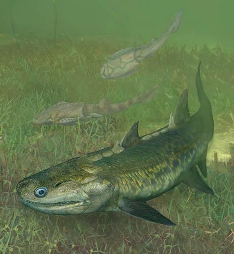 The Dragon's Tales: Meemannia eos: The Earliest Known Ray-Finned Fish