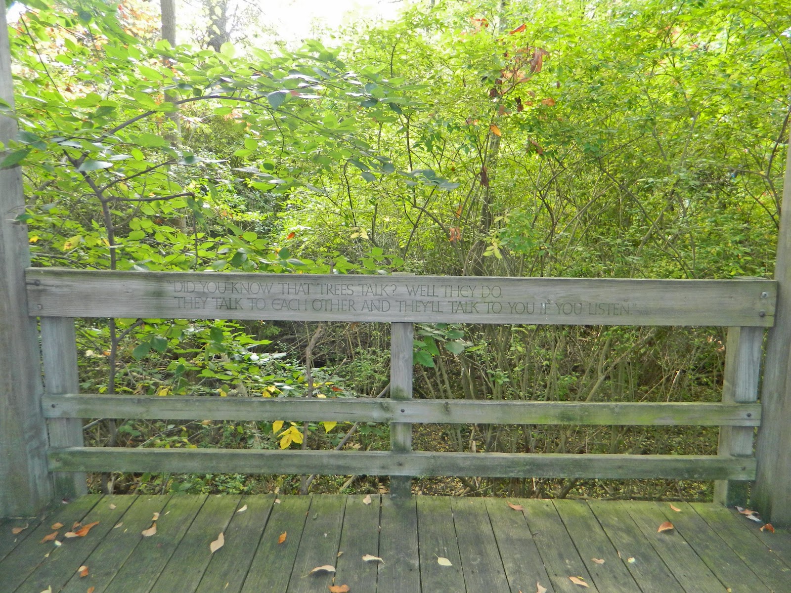 Jax Stumpes Nature in Shaker Heights, OH (8/2013)