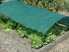 Eat Live Grow Paleo : The Perfect first Vegetable Garden