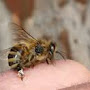 Piqûre d'abeille