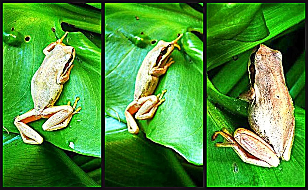 Wildlife Frog of Victoria Australia Photography Queentulip