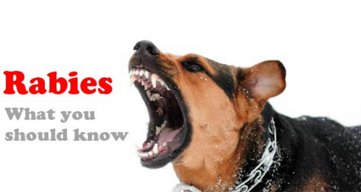 FACTS ABOUT RABIES EVERY DOG OWNER SHOULD KNOW DOG CARE TIPS