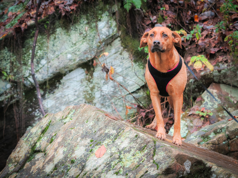 A dog in a harness stood on a large rock