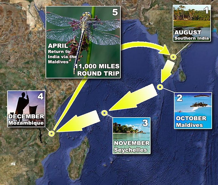 Alam Mengembang Jadi Guru: Fakta-Fakta tentang Capung (Dragonfly)