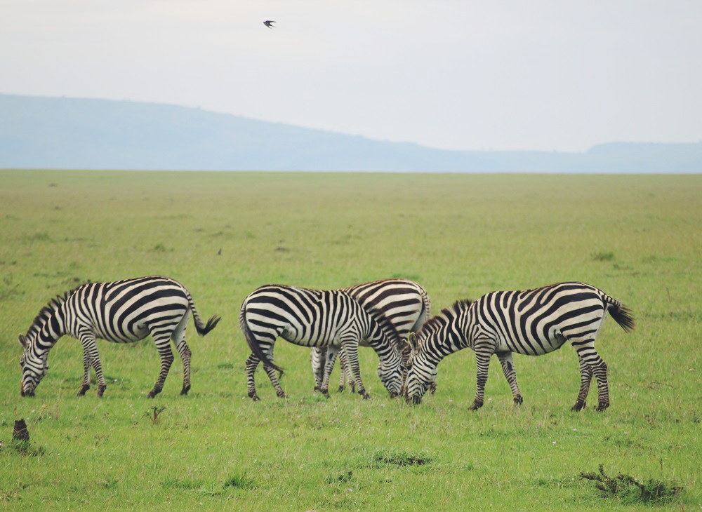 yvonne-karnath-masai-mara-nationalpark-kenya-kenia-africa-safari