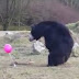 Όταν οι αρκούδες παίζουν με ένα ροζ μπαλόνι...