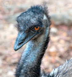 emu bird zoo tofu