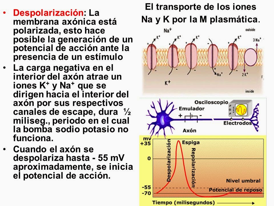 Biologia Celular Potencial de Acción