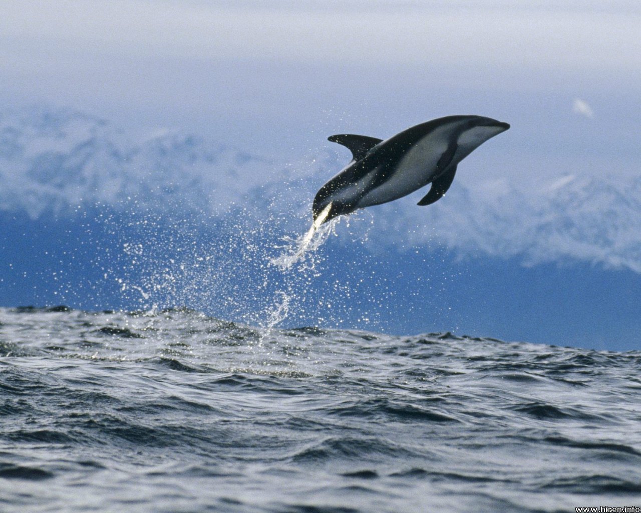 Dusky Dolphin Animal Wildlife Dusky Dolphin Animal Wildlife