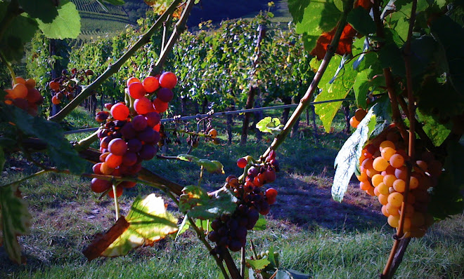 Kientzheim vineyard (Alsace)