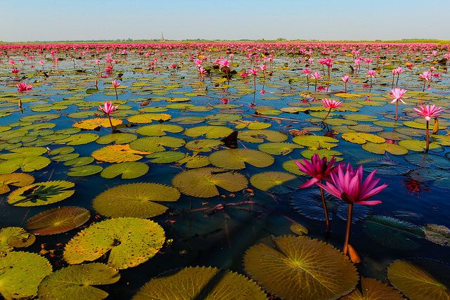 Talay-Bua-Daeng-Lotus-lake