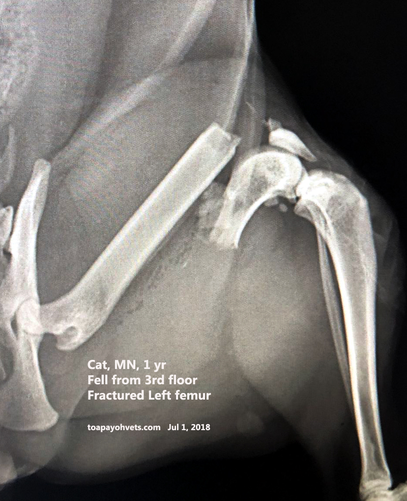 Veterinary, Photography and Travel Stories for vet students and pet