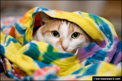 cats32