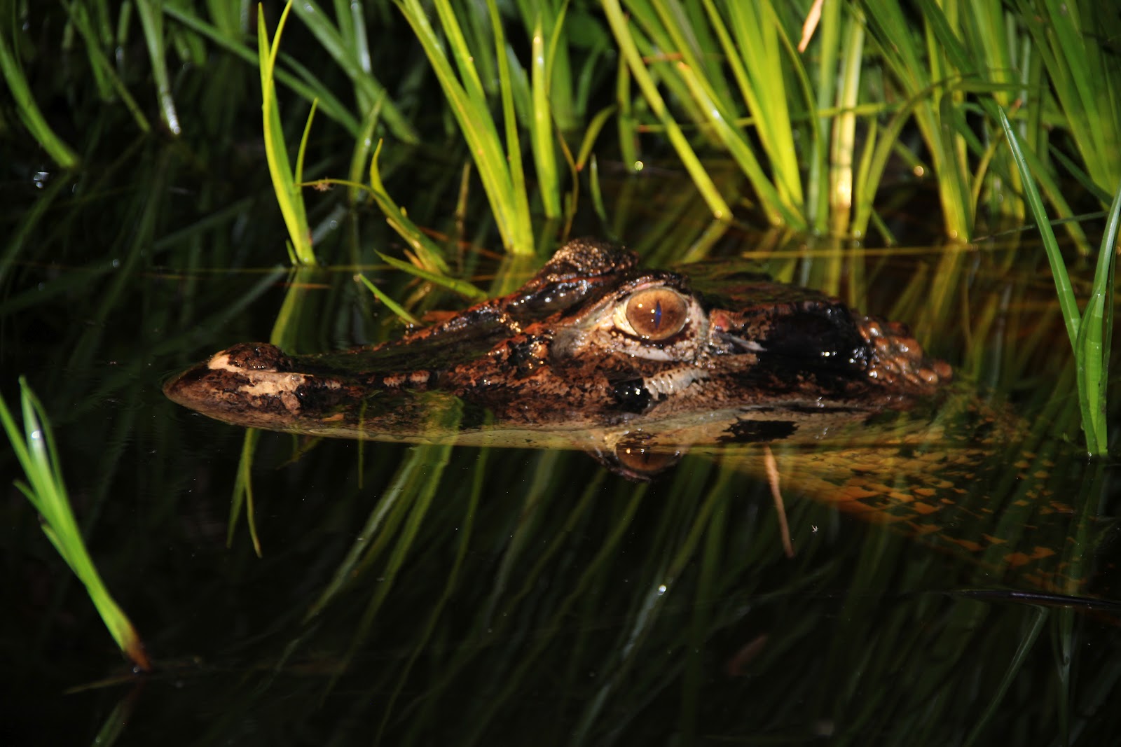 South of the Equator The Ecuadorian Amazon Rainforest