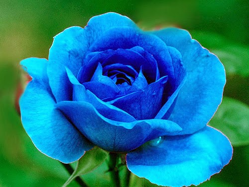 hoa hồng xanh