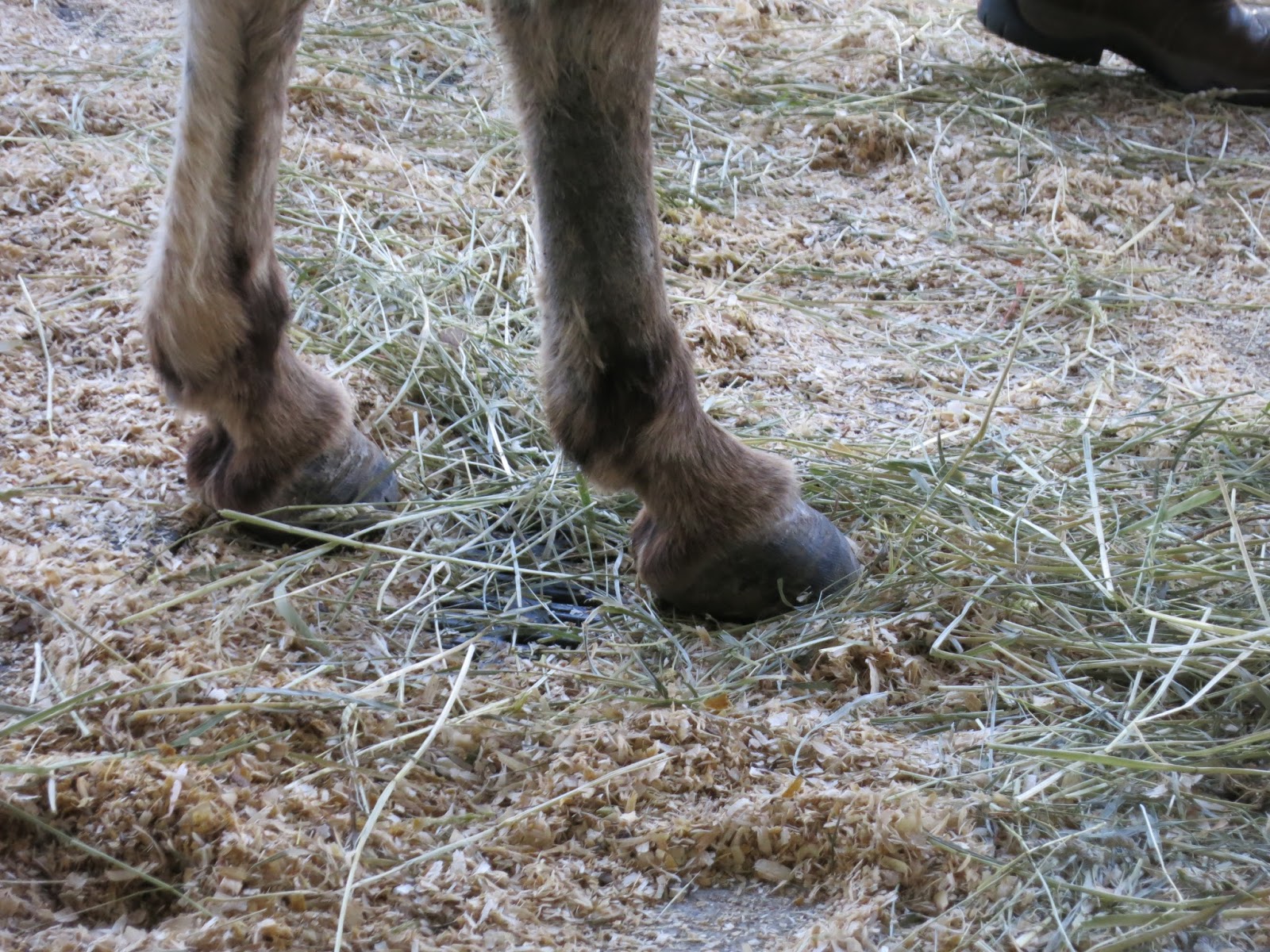 The Dancing Donkey Hoof Clinic part one