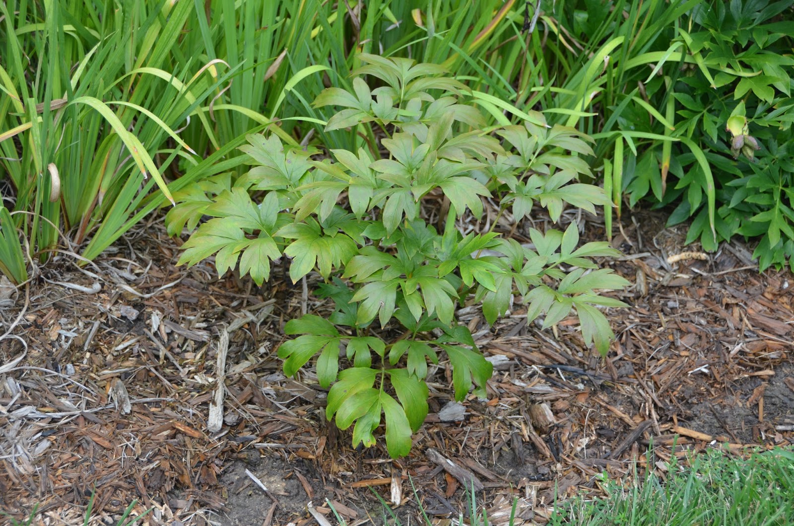 Southern Peony 2015 How to Fertilize a Peony