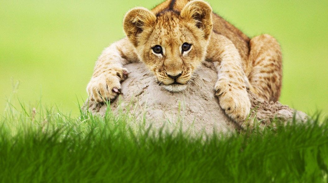 TV with Thinus: Programming note: The second annual Big Cats Week