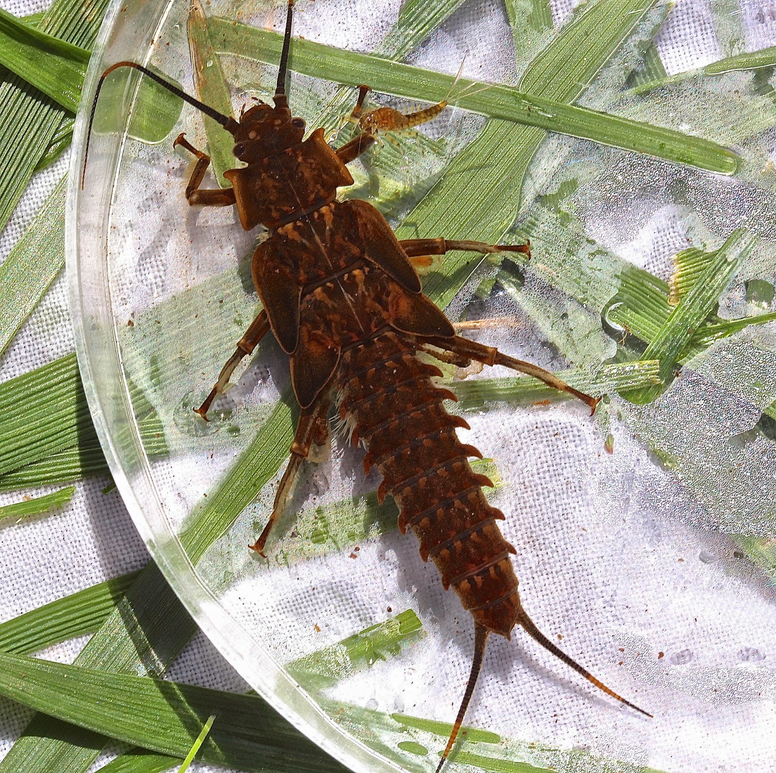 Aquatic Insects of Central Virginia: A new Perlid (common stonefly) at ...