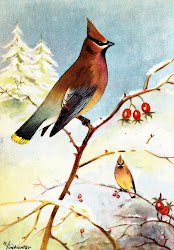 illustrations bird waxwing cedar birds 1917 collage illustration