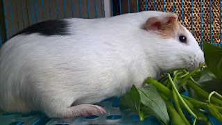 cách nuôi chuột lang sinh sản