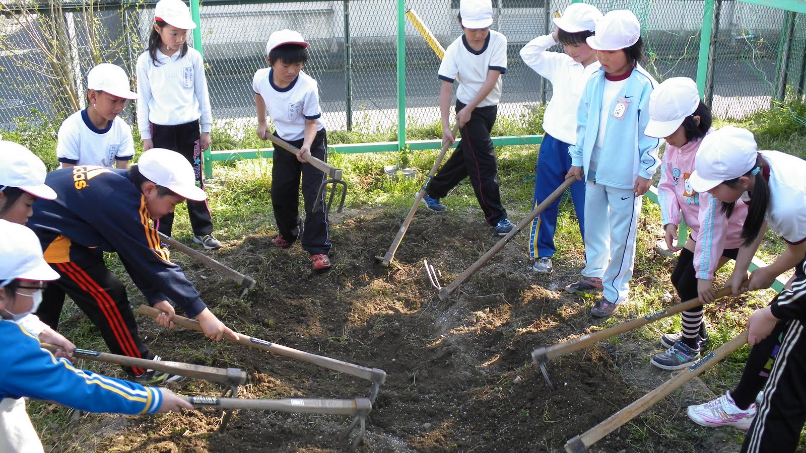竹鼻小学校の教育活動 4月ヘチマ棚の手入れ開始
