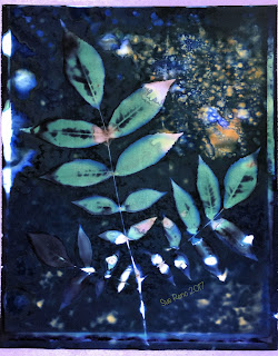 Wet Cyanotype_Sue Reno_Image 130