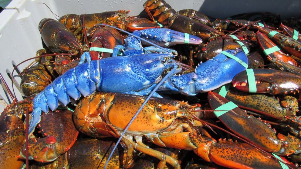 Lobster Supplier Supplier Fresh Water Lobster, Wholesale Lobster Meat