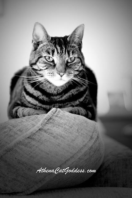 tabby cat sitting elegantly on the back of the sofa 