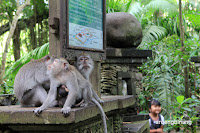 wenara wana