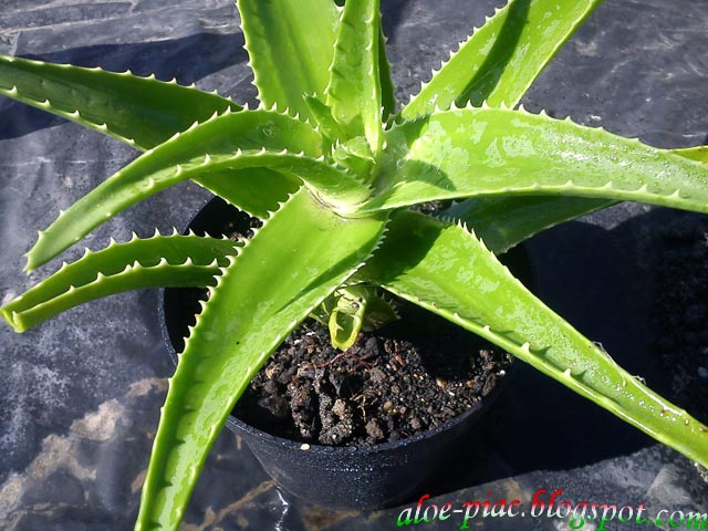 aloe