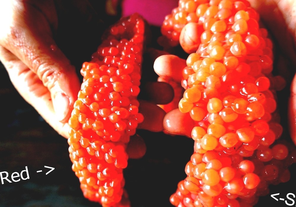 Roe Fish Eggs Called