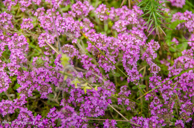 Flora - Mariovo region - Macedonia