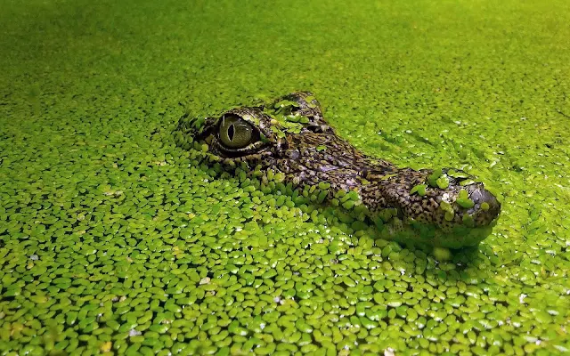 Krokodil in het water tussen de groene blaadjes