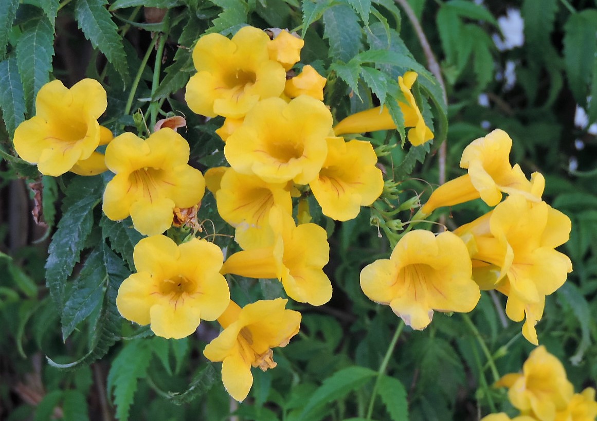 Dun Giljan's Blog Flowers from Malta