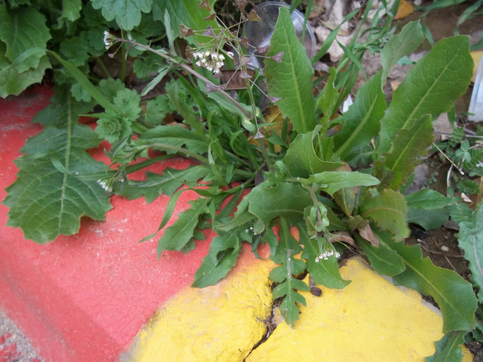 Foraging Shepherd's Purse and Homemade Shepherd's Purse Tincture Recipe