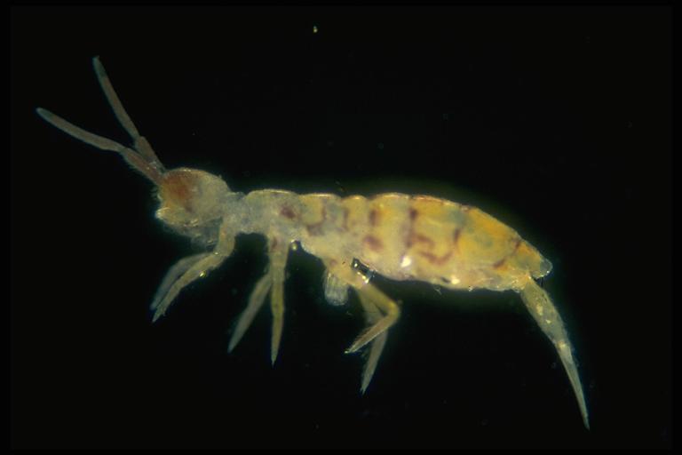 Springtail Bug Personality And I Think to Myself...What A Wonderful World.: Creature Feature ...