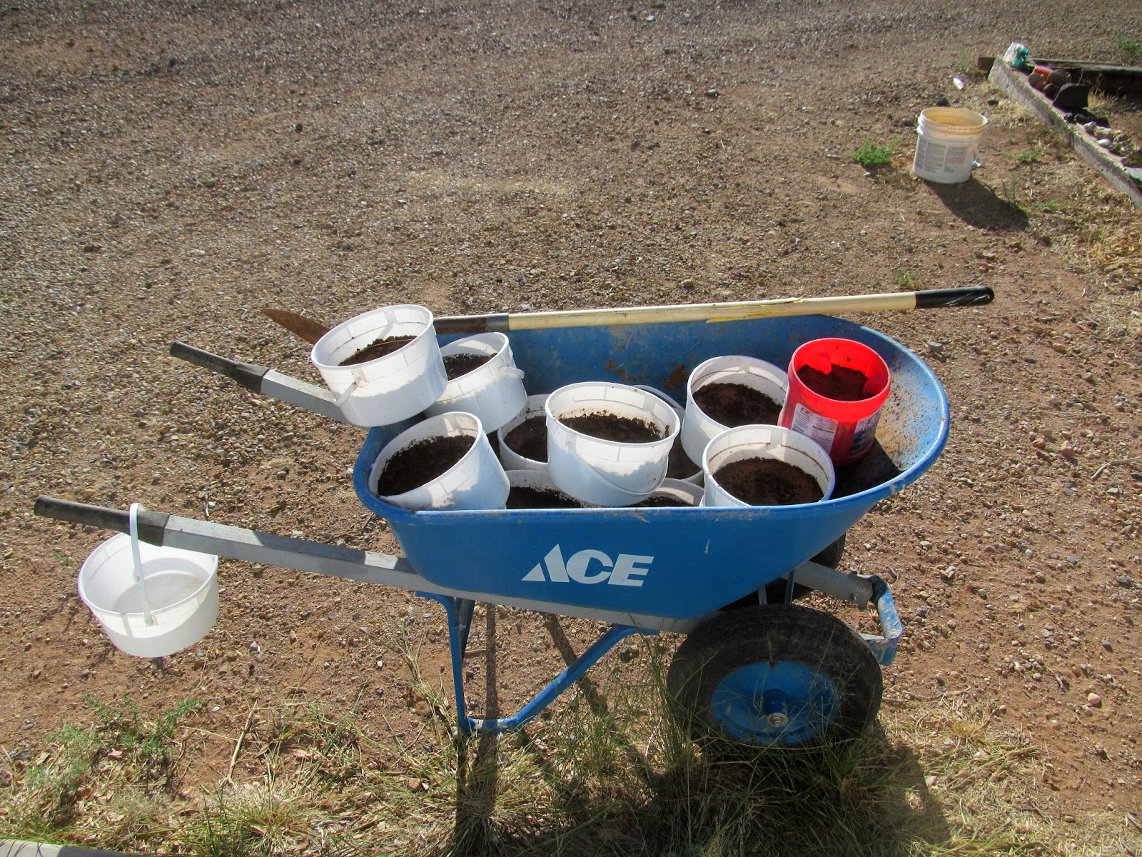 protecting germinated oaks from rodents