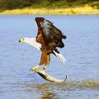 águia-pescadora-africana