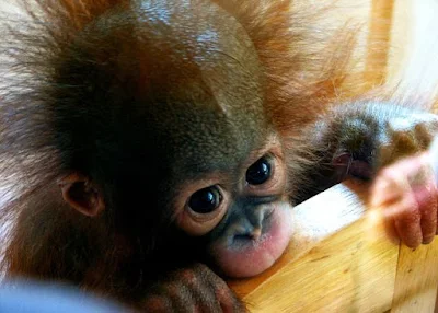 Funny Cute Animals - 1