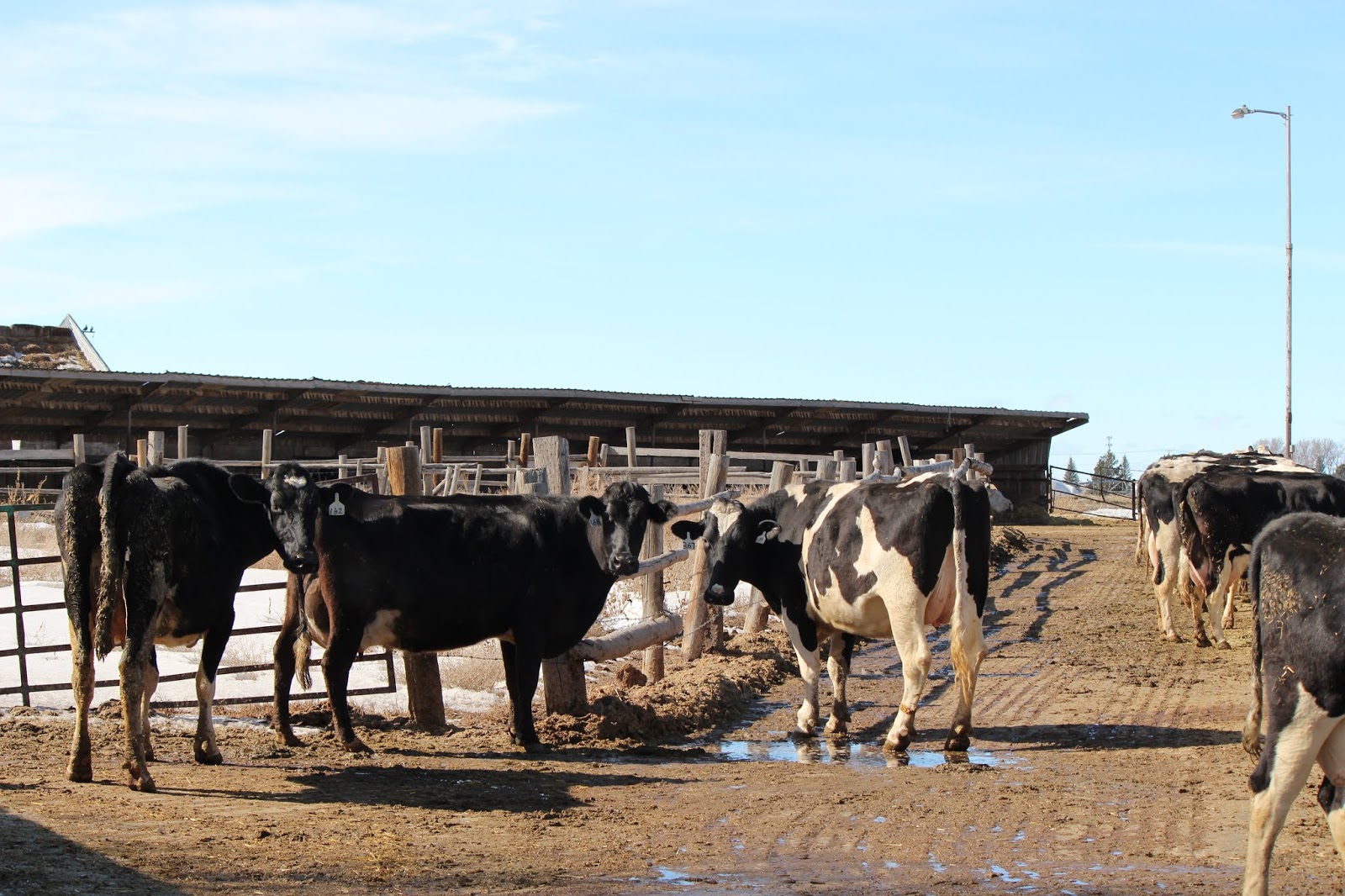 Here and There 2,000+miles+baby. Day 5. Idaho Brewing Company and Reed's Dairy, Idaho Falls.