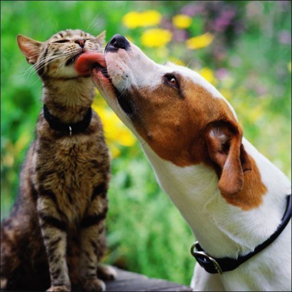 Tons Of Nepali Jokes Funny Animals tons-of-nepali-jokes-funny-animals