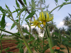 Flower of Tomato