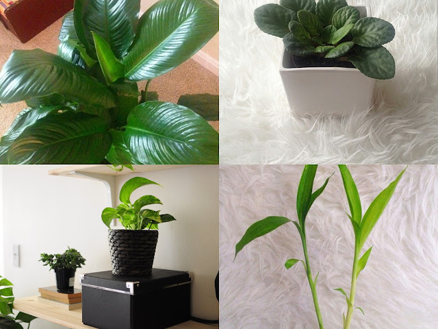 http://www.hiphiphome.com/2016/01/lowlight-houseplants-you-cant-kill.html