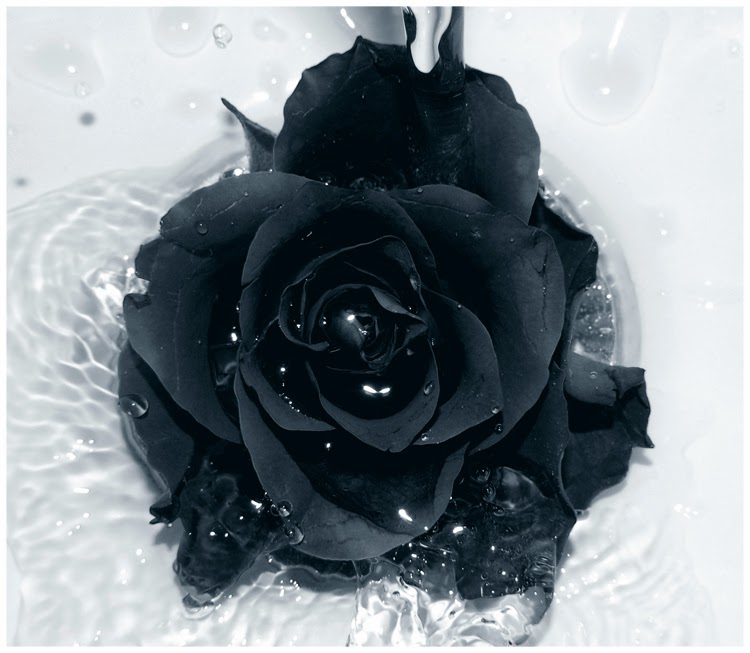 All 4u HD Wallpaper Free Download : Beautiful Black Rose Wallpapers